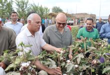 القطن المصري علامة مسجلة عالمياً والدولة تسعى للتوسع في المساحات وتحسين الأصناف