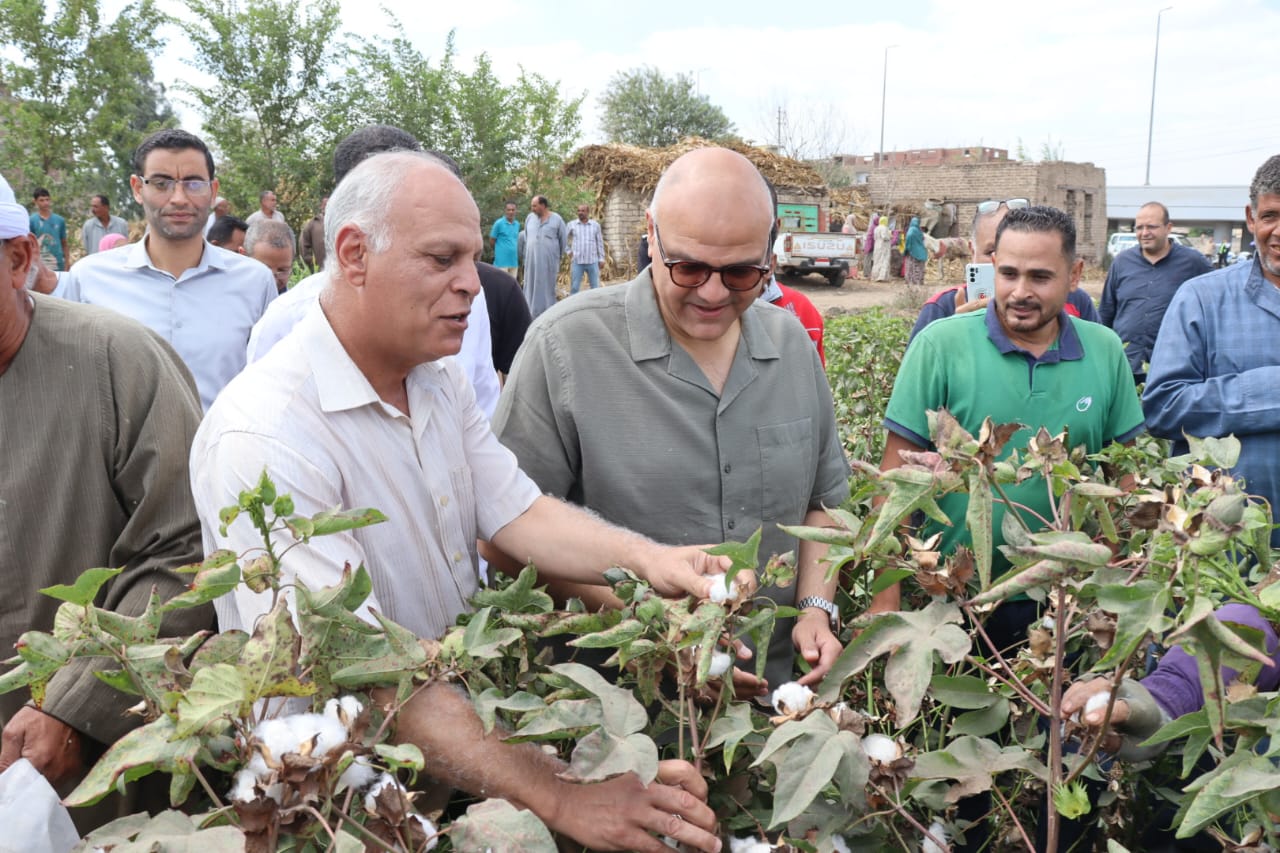 القطن المصري علامة مسجلة عالمياً والدولة تسعى للتوسع في المساحات وتحسين الأصناف